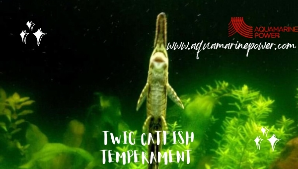 Twig Catfish