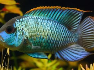 Electric Blue Acara Complete Care Guide
