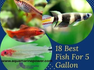 Fish For 5 Gallon Tanks