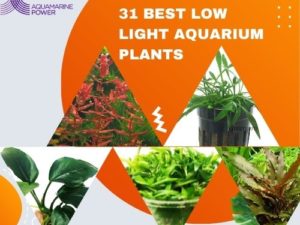 Best Low Light Aquarium Plants
