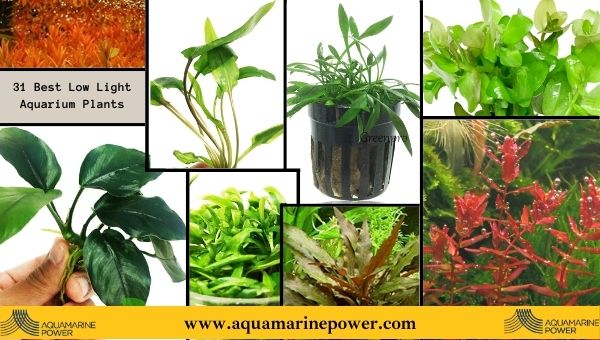 Best Low Light Aquarium Plants