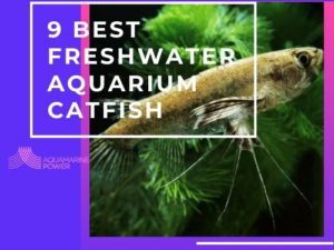 Freshwater Aquarium catfish