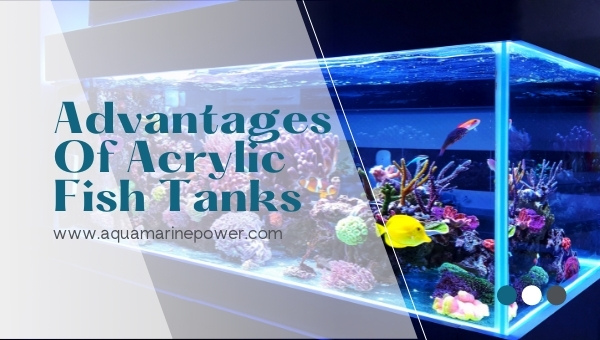 Acrylic Fish Tanks
