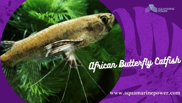 Freshwater Aquarium Catfish