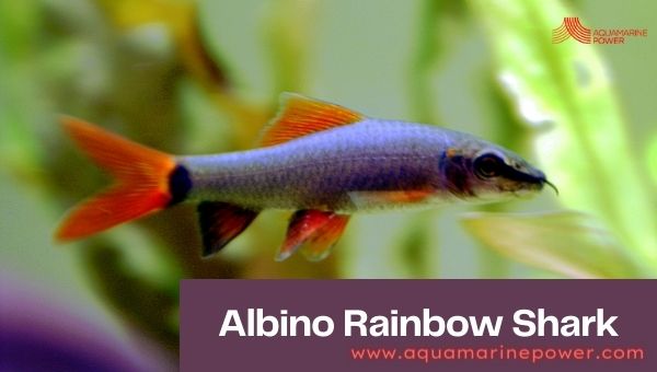 Albino Rainbow Shark Cold Water Fish