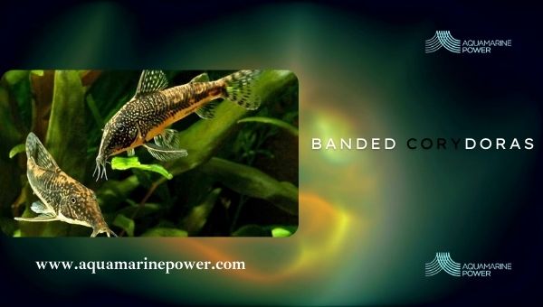 Types Of Plecos Banded Corydoras