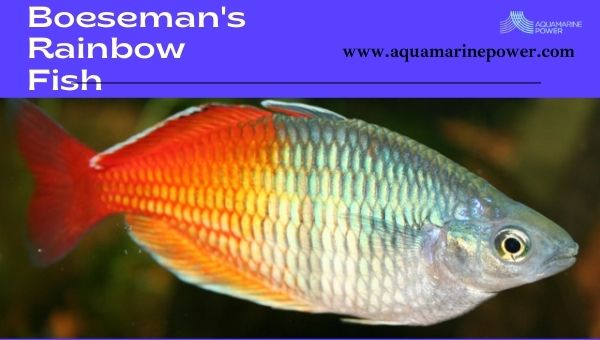 Fish For 5 Gallon Tanks Boeseman's Rainbow Fish