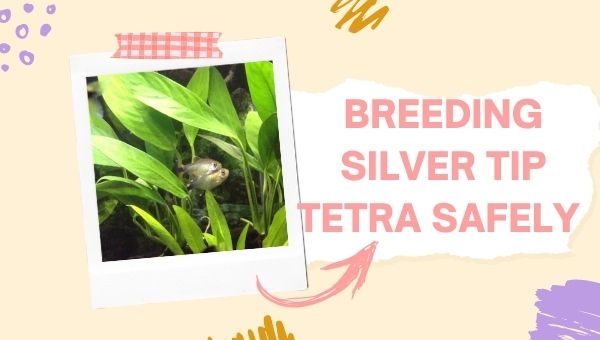 Silver Tip Tetra breeding 