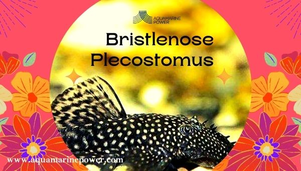 Types Of Plecos Bristlenose Plecostomus or Ancistrus sp." bristle"