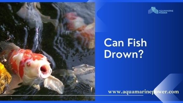 Can fish drown