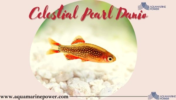 Fish For 5 Gallon Tanks Celestial pearl danio