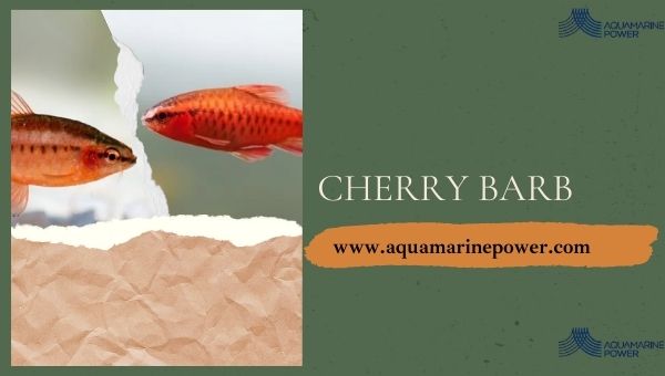 Nano Fish Cherry Barbs