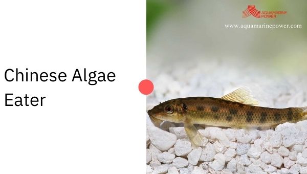 Chinese Algae Eater Cold Water Fish