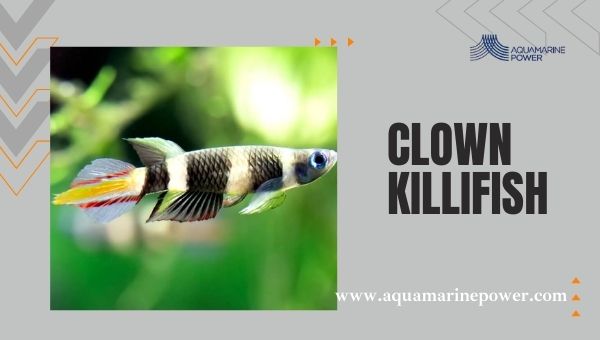 Fish For 5 Gallon Tanks Clown Killifish