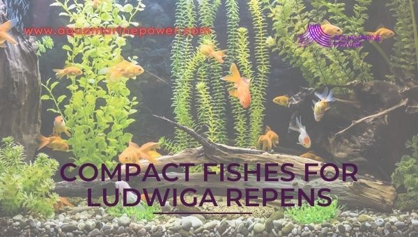 Compact Fishes For Ludwigia Repens