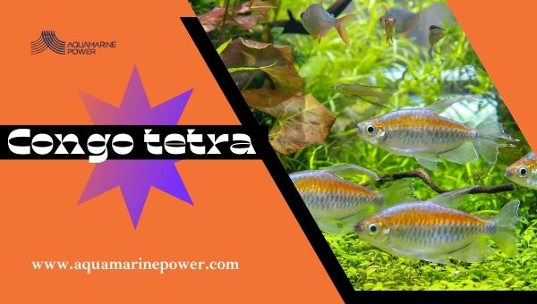 Fish For 5 Gallon Tanks congo tetra