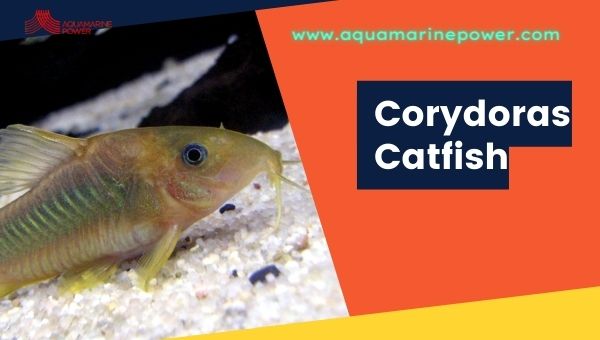 Corydoras Catfish Cold Water Fish