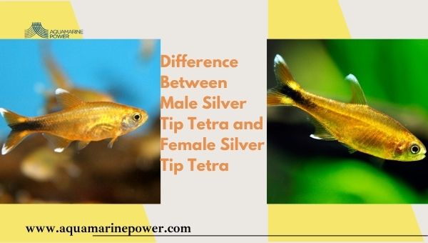 male female Silver Tip Tetra difference