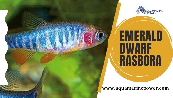 Fish For 5 Gallon Tanks Emerald dwarf rasbora