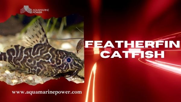 Types Of Plecos Featherfin Catfish