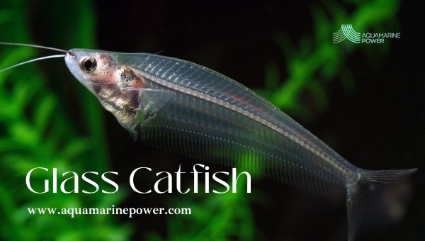 Fish For 5 Gallon Tanks glass catfish