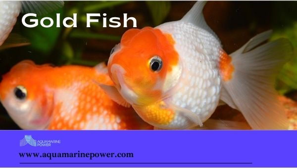 gold fish Pond Fish