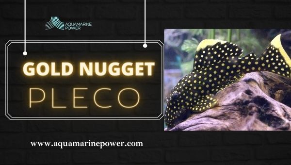 Types Of Plecos Gold Nugget Pleco