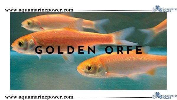 golden orfe Pond Fish