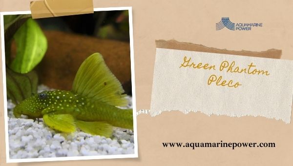 Types Of Plecos Green Phantom Pleco