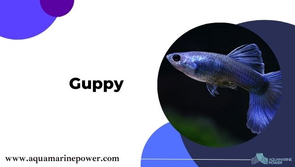 Nano Fish Guppy Fish