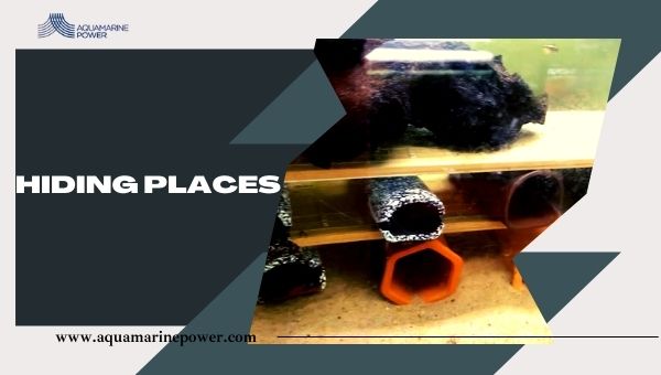 Vampire Pleco L-240 hiding places