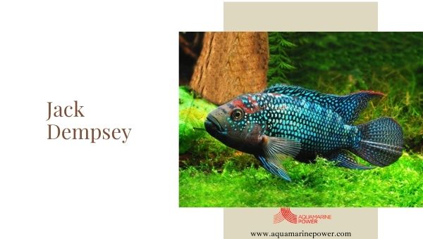 Jack Dempsey Cold Water Fish