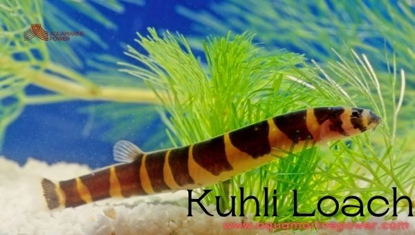 Kuhli Loach Cold Water Fish