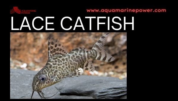Lace Catfish Cold Water Fish