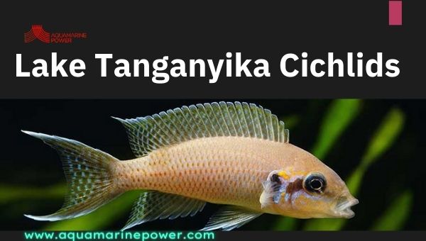Lake Tanganyika Cichlids Cold Water Fish