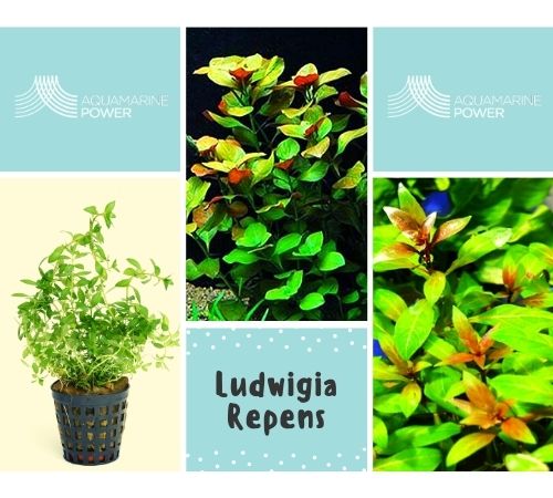 Ludwigia Repens: Complete Care Guide: Color |Updated| 2026