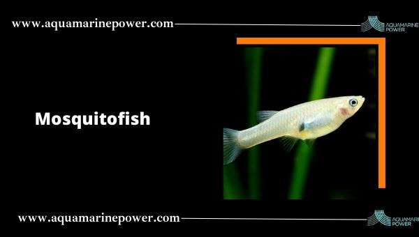 mosquitofish Pond Fish