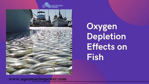 oxygen depletion  Can fish drown