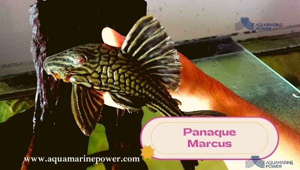 Types Of Plecos Panaque Marcus
