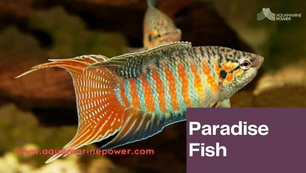 Paradise Fish Cold Water Fish