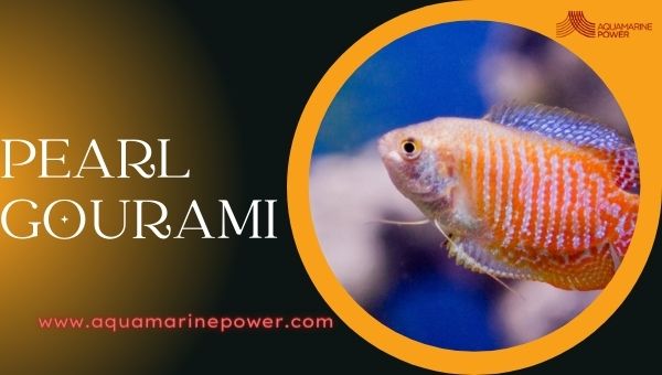 Pearl Gourami Cold Water Fish