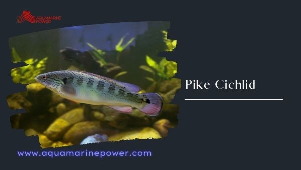 pike cichlid Cold Water Fish