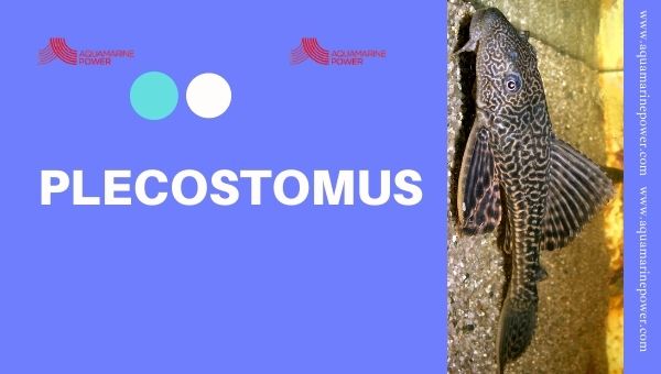 Plecostomus Cold Water Fish