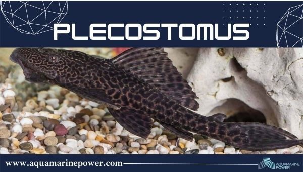 Types Of Plecos Common Pleco