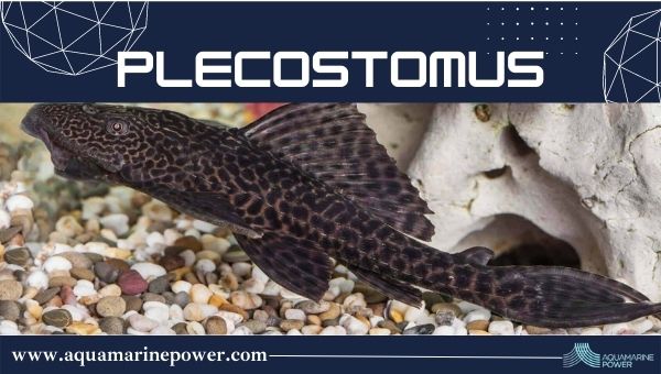 Plecostomus Pond Fish
