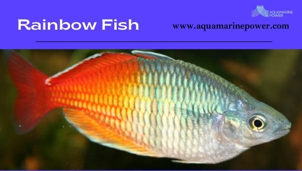 rainbow fish Pond Fish