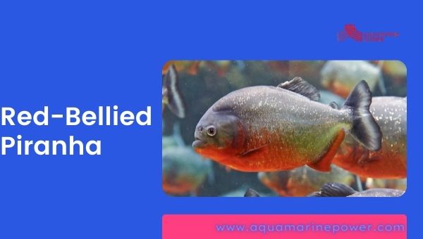 Red-Bellied Piranha Cold Water Fish