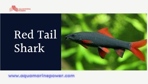 Red Tail Shark Cold Water Fish