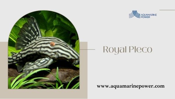 Types Of Plecos royal pleco