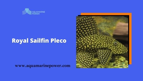 Types Of Plecos Royal Sailfin Pleco